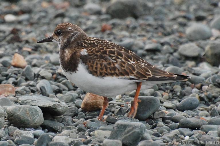 ENE-20080829-0007.jpg - [nl] Steenloper ( Arenaria interpres ) | Sleepy Cove, Crow Head, Twillingate, Newfoundland, Canada[en] Turnstone ( Arenaria interpres ) | Sleepy Cove, Crow Head, Twillingate, Newfoundland, Canada